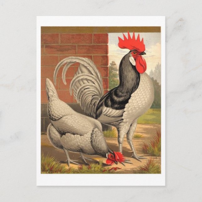 Classic Illustration Postcard (Front)