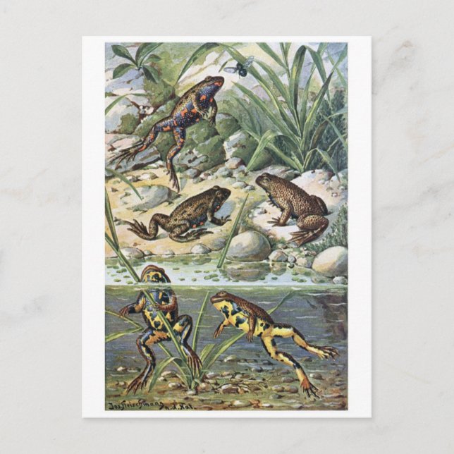 Classic Illustration Postcard (Front)