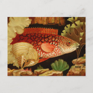 Classic Illustration Postcard