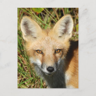 Classic Photo Postcard