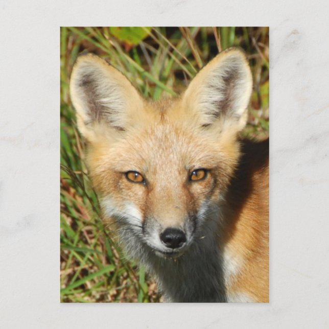 Classic Photo Postcard (Front)