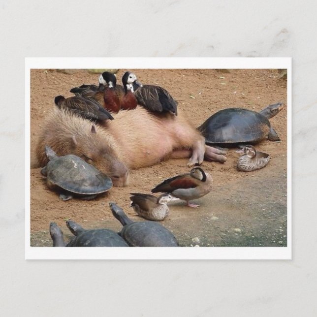 Classic Photo Postcard (Front)