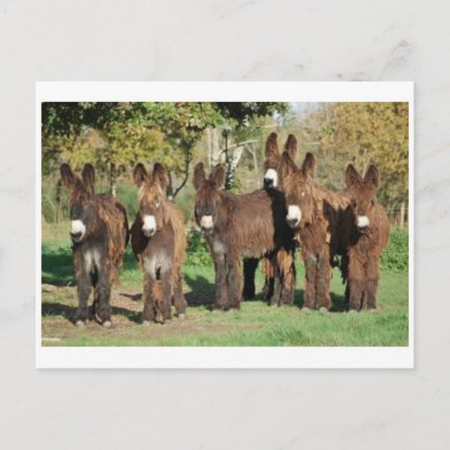 Classic Photo Postcard (Front)