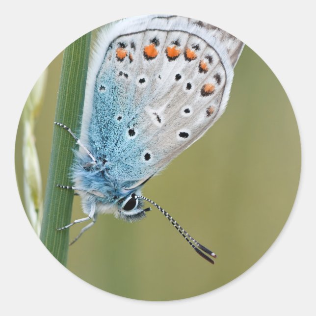 Classic Round Sticker (Front)