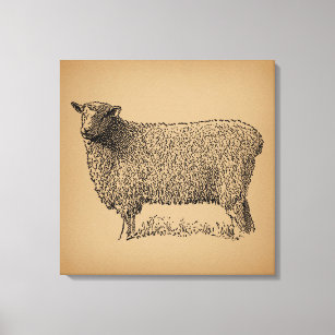 Classic Sheep Art Illustration Antique Farm Animal Canvas Print