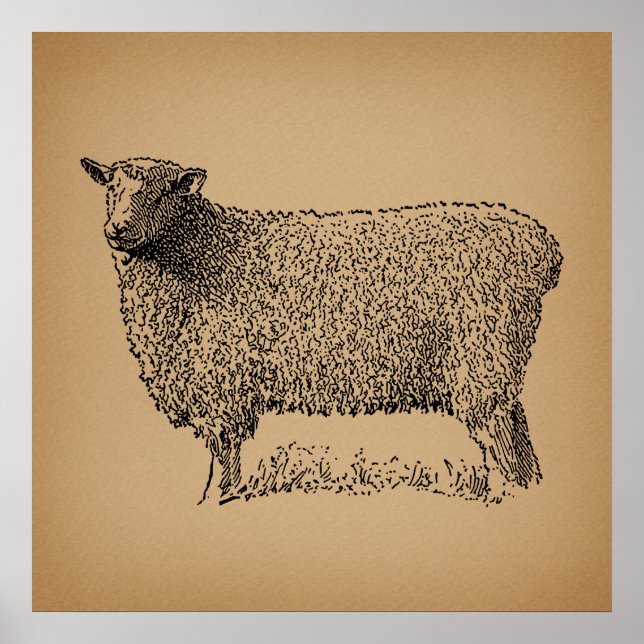 Classic Sheep Art Illustration Antique Farm Animal Poster (Front)