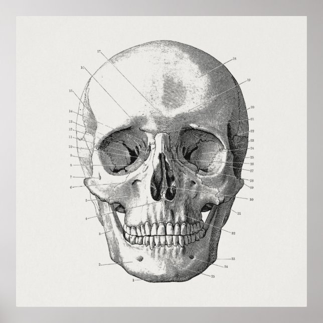 Classic Skull Diagram Illustration Poster (Front)