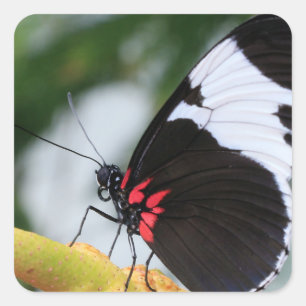 Classic Square Sticker/Doris Longwing Closeup Sticker