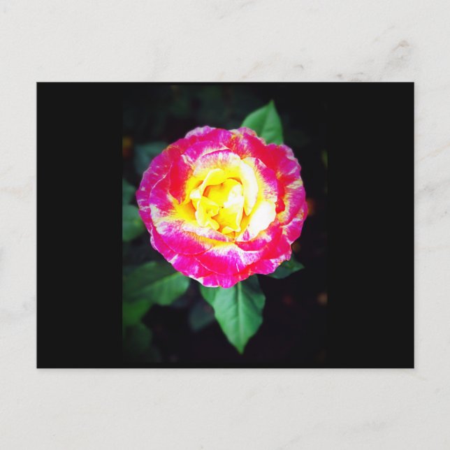 Classic Vibrant Rose Postcard (Front)
