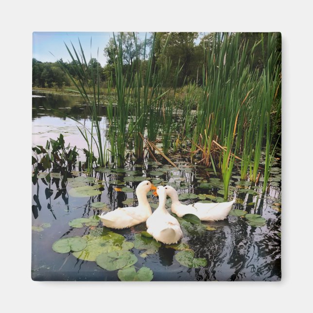 Classic white ducks on beautiful lake magnet (Front)