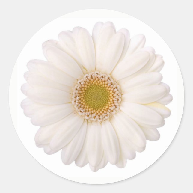 Classic White Gerbera Daisy Flower Classic Round Sticker (Front)