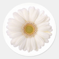 Classic White Gerbera Daisy Flower