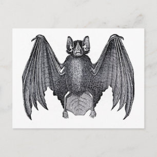 Classic Zoological Etching - Bat Postcard