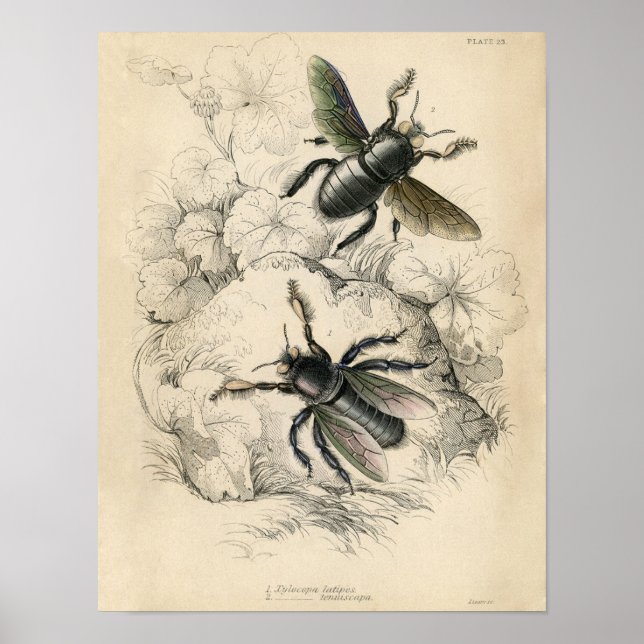 Classic Zoological Etching - Bees Poster (Front)