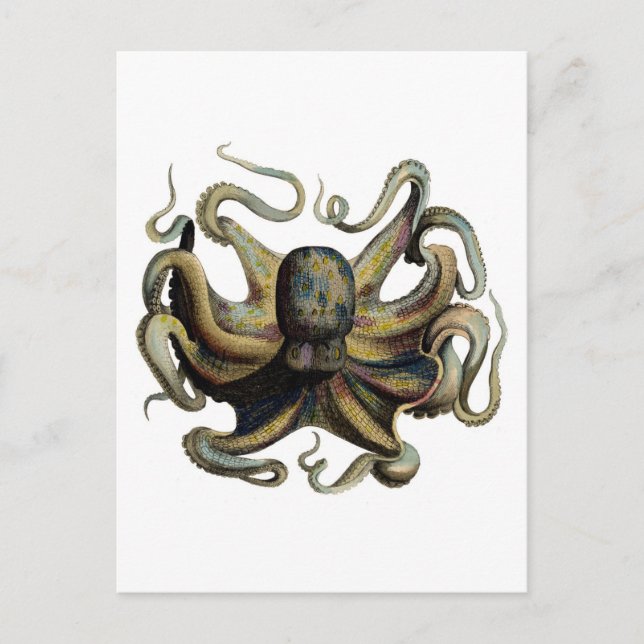 Classic Zoological Etching - Grumpy Octopus Postcard (Front)