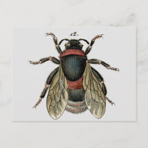 Classic Zoological Etching of a Bumble Bee Postcard