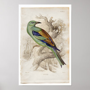 Classic Zoological Etching - Roller Poster