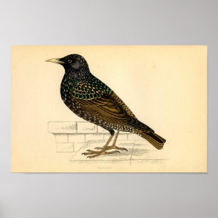 Classic Zoological Etching - Starling Poster