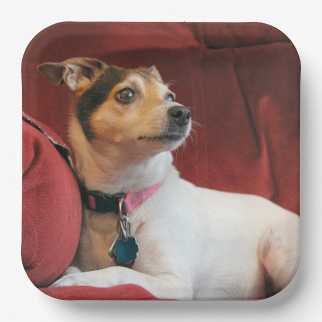  Classy Paper Plate (Front)