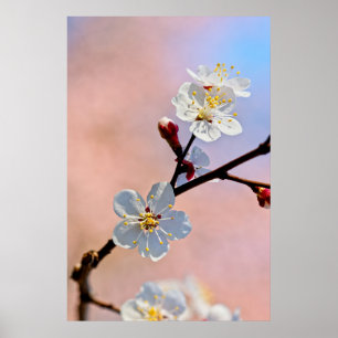 Classy White Japanese Apricot Flowers Poster