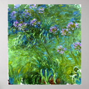 Claude Monet: Agapanthus Poster