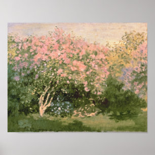 Claude Monet Lilac in the Sun, 1873 Poster
