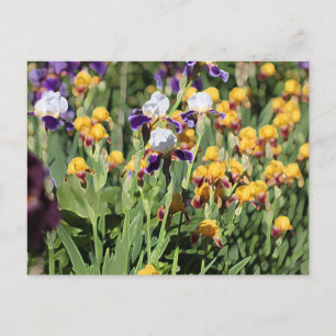 Claude Monet Type Stylised Garden Iris Postcard