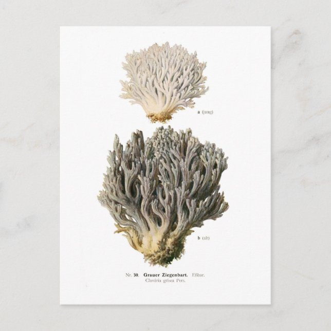 Clavaria grisea postcard (Front)