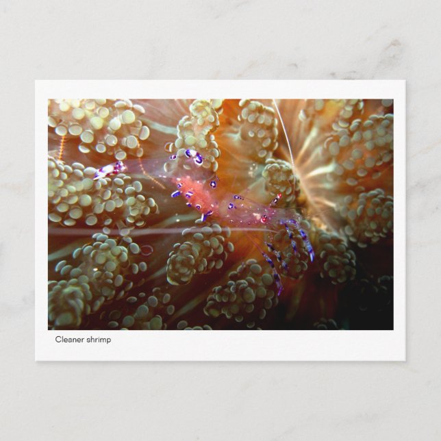 Cleaner Shrimp - 01 Postcard (Front)