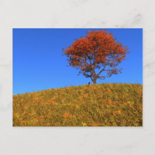 Clear Autumn Day Postcard