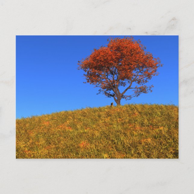 Clear Autumn Day Postcard (Front)
