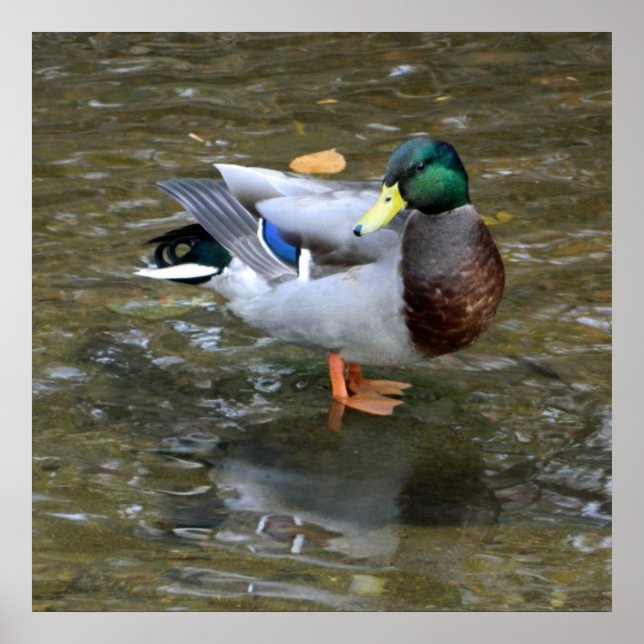 Clear Creek Mallard Duck Poster (Front)