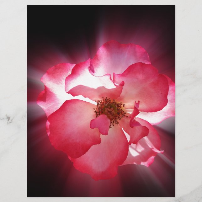clear red petals (Front)
