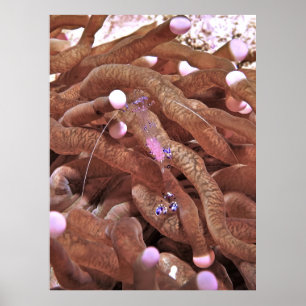 Clear Shrimp with Eggs Poster