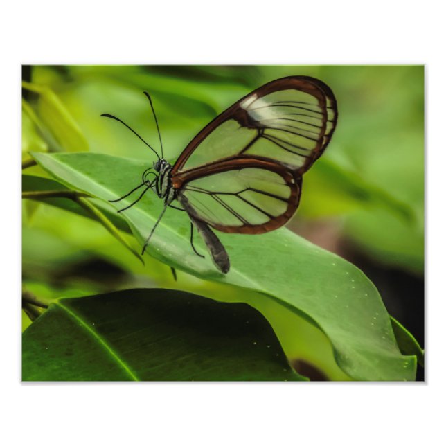 Clear wing butterfly print (Front)