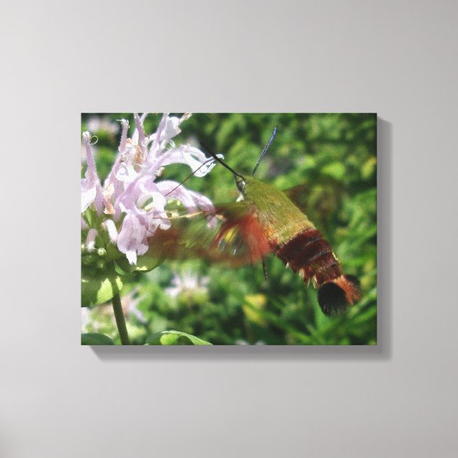 Clear Wing Hummingbird Moth Canvas Print (Front)