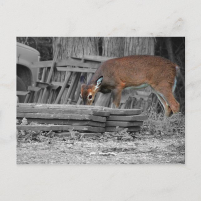 Clearly Important Postcard (Front)