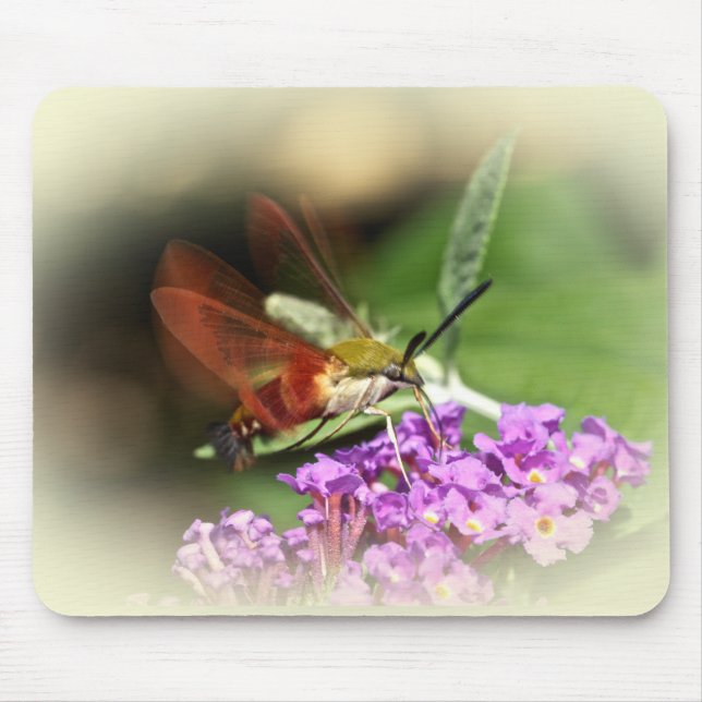 Clearwing Hawk Moth - Hemaris thysbe Mouse Pad (Front)