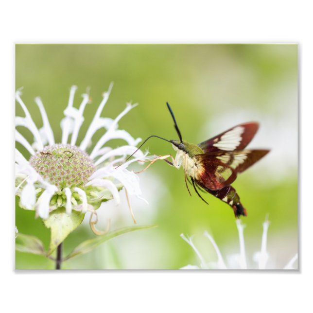 Clearwing Hummingbird Moth Photo Print (Front)
