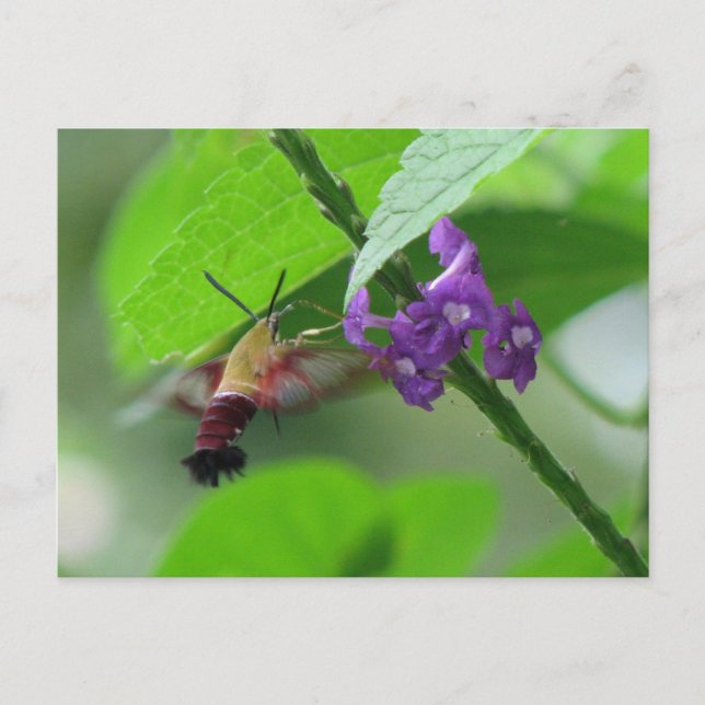 Clearwing Moth Postcard (Front)