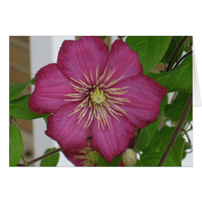Clematis (Front Horizontal)