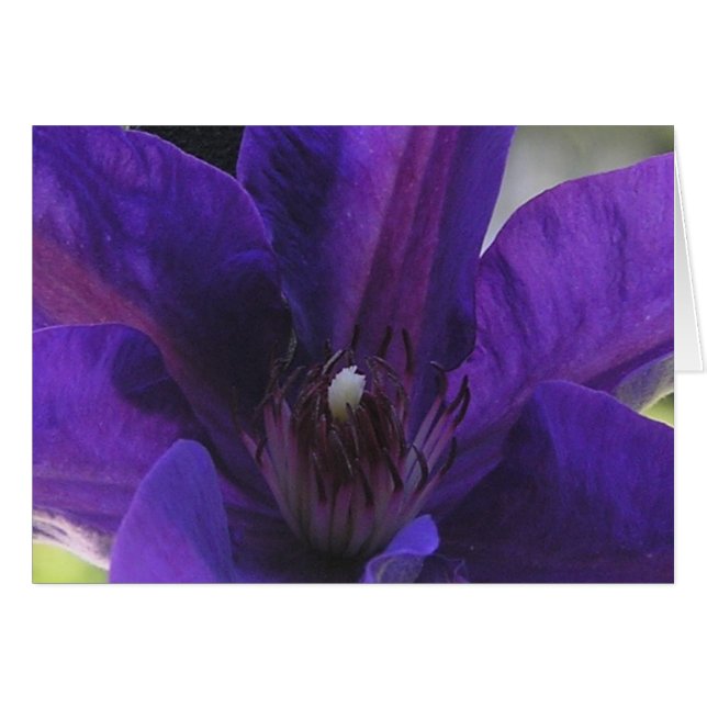 Clematis (Front Horizontal)