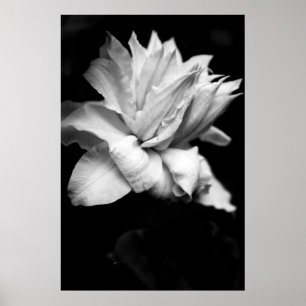 Clematis 1 Black and White Floral Photography Poster