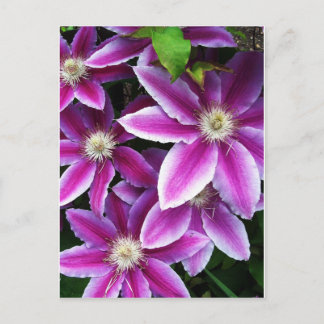 Clematis#1 Postcard