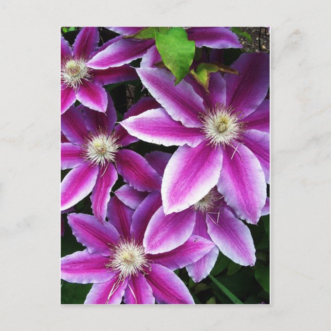 Clematis#1 Postcard (Front)