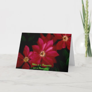 Clematis_1, When is a Poinsettia not a Poinsettia? Holiday Card