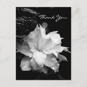 Clematis 2a Floral BW Photo Sympathy Thank You Postcard