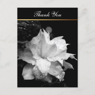 Clematis 2c Floral BW Photo Sympathy Thank You Postcard