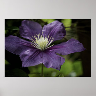 Clematis 8510 Print