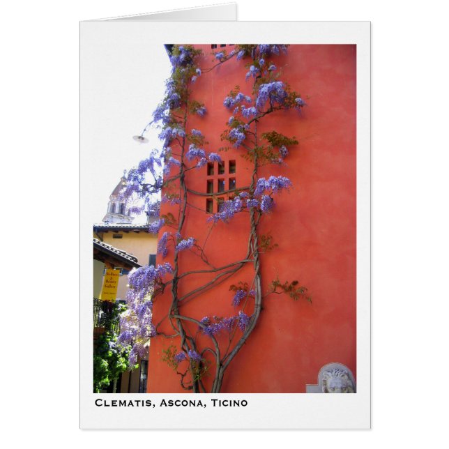 Clematis, Ascona, Ticino (Front)